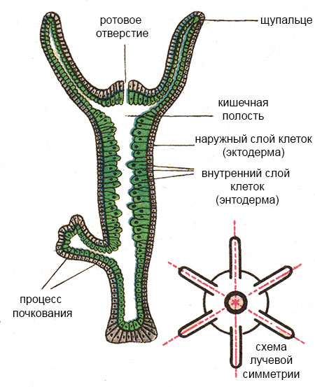 Кракен 9ат