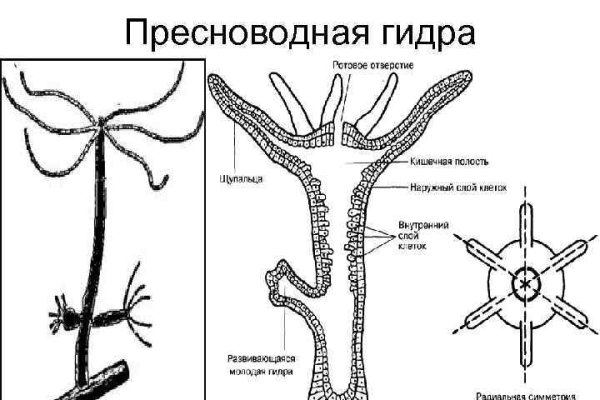 Kraken настоящая ссылка